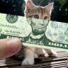 MoneyCat